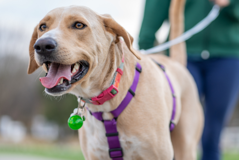 white dog eating treat image